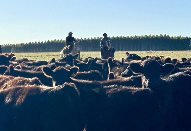 Cattle herding on a Uruguayan campo