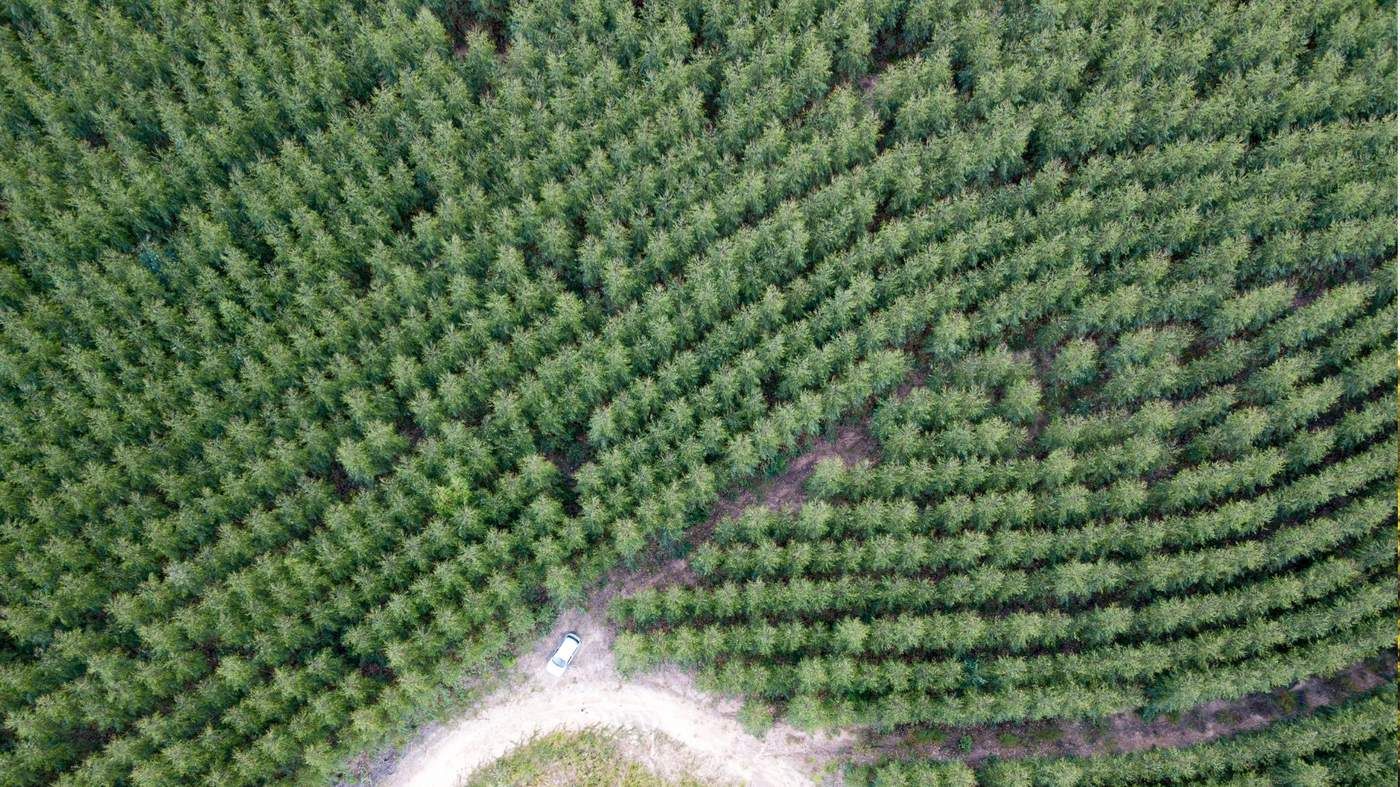 Forestry