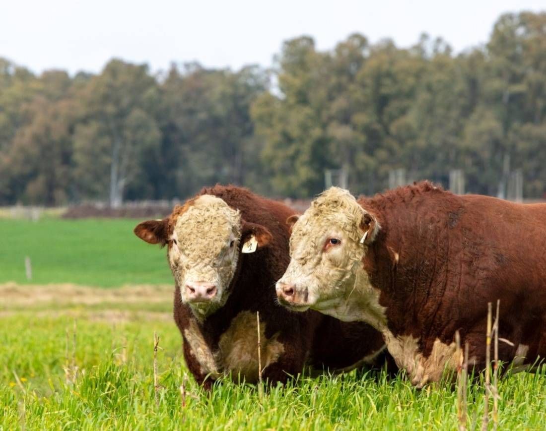Livestock