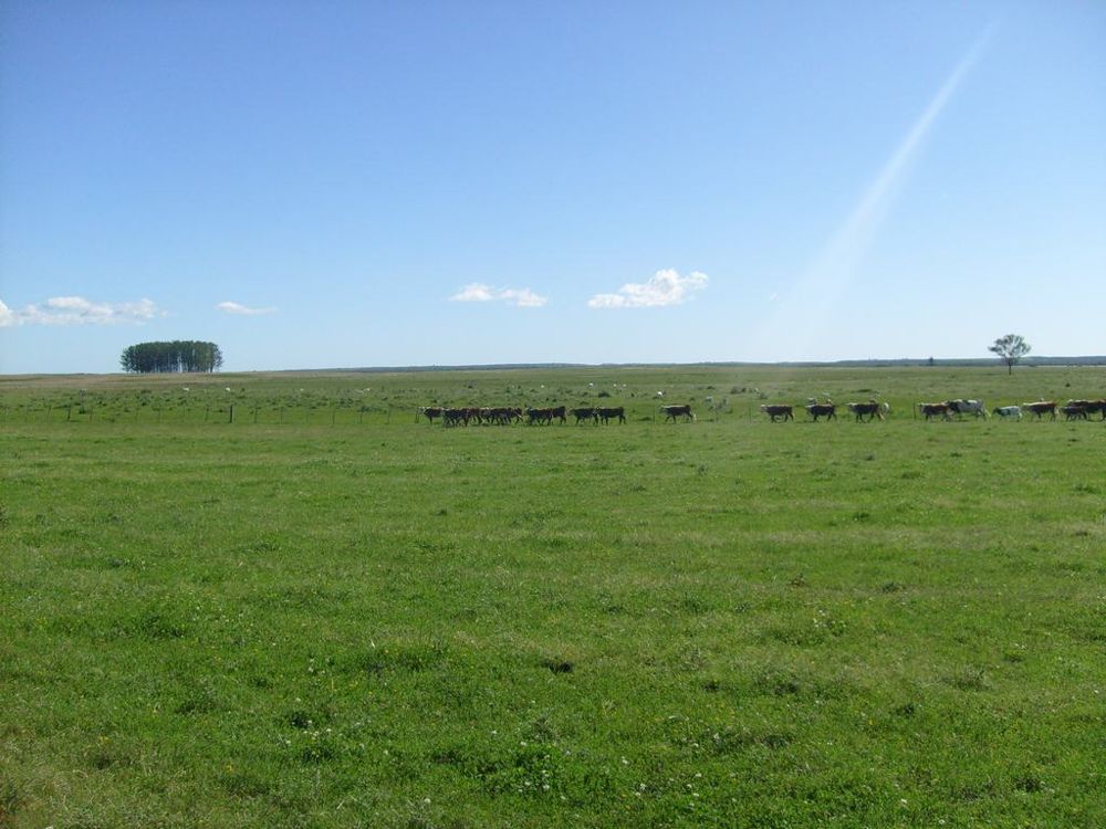 Farmland in Río Negro