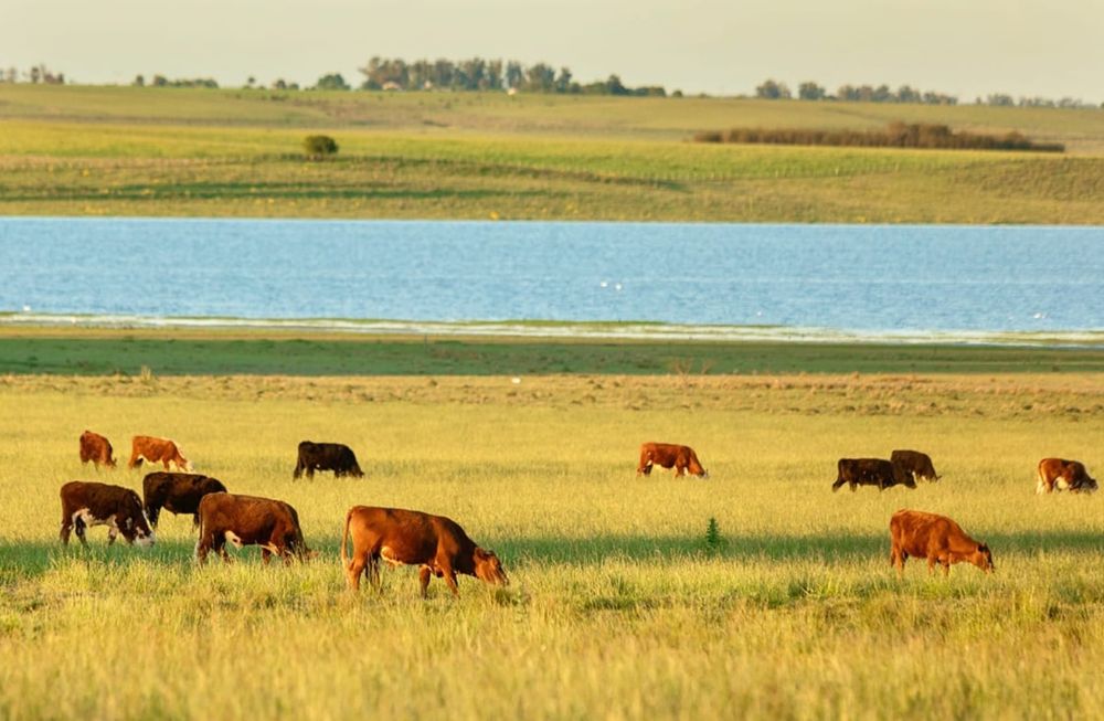 Farmland in Tacuarembó