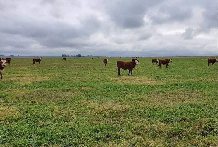 Farmland in Tacuarembó